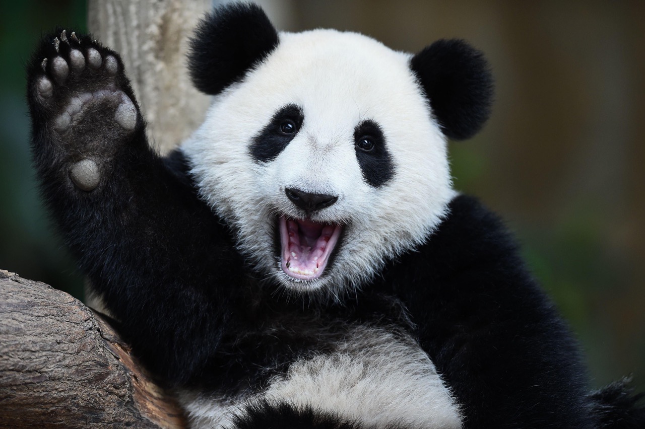 photo of a panda waving